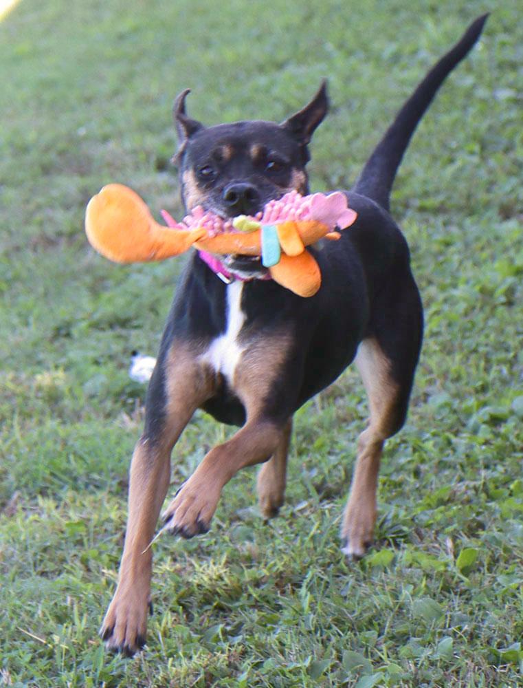 Enlarge Poundcake (AO37357), a Adoptable mixed breed in Kansas City, KS image 6/6