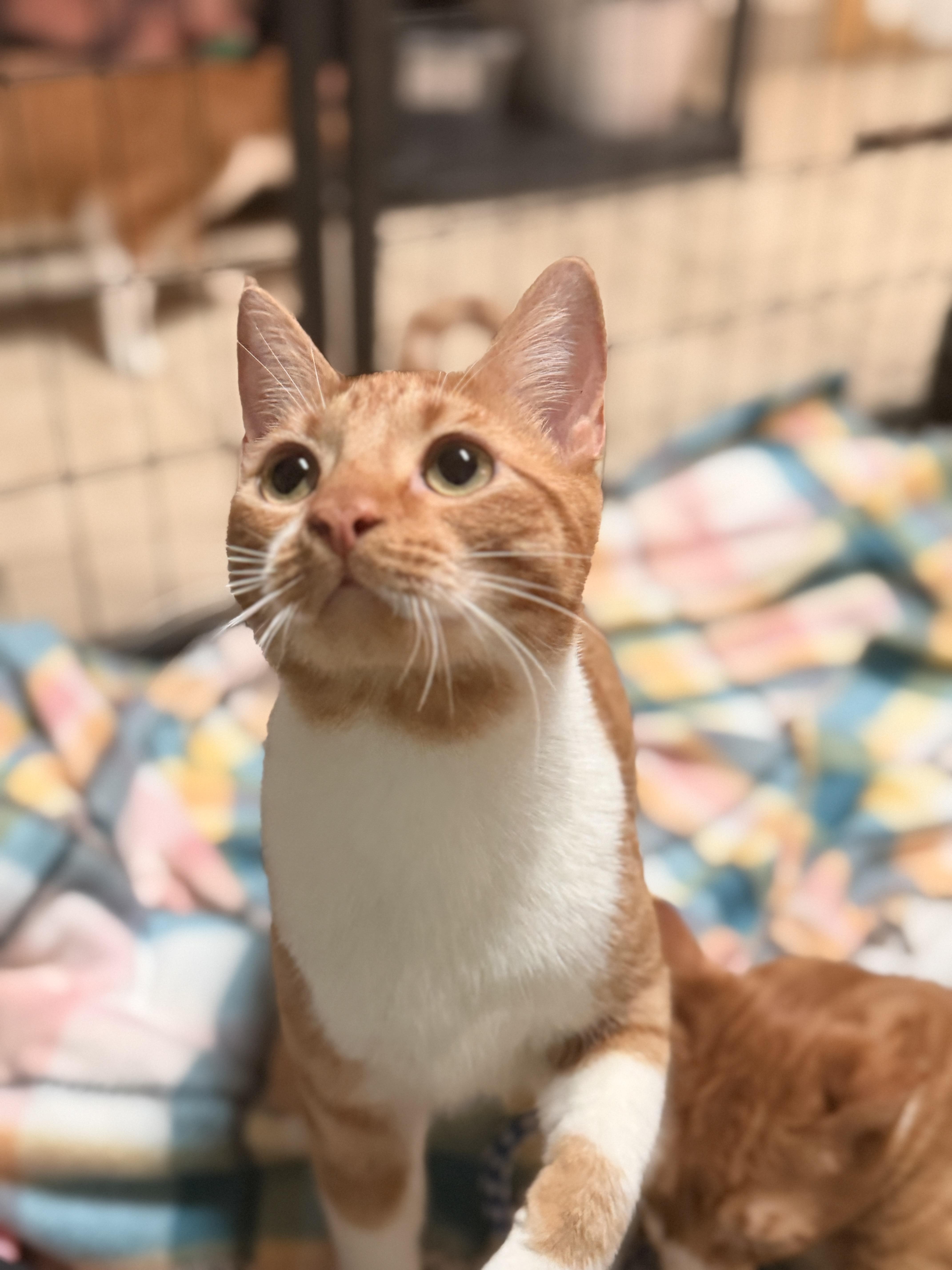 Enlarge Kirk, a Adoptable Domestic Short Hair in Mansfield, TX image 1/2