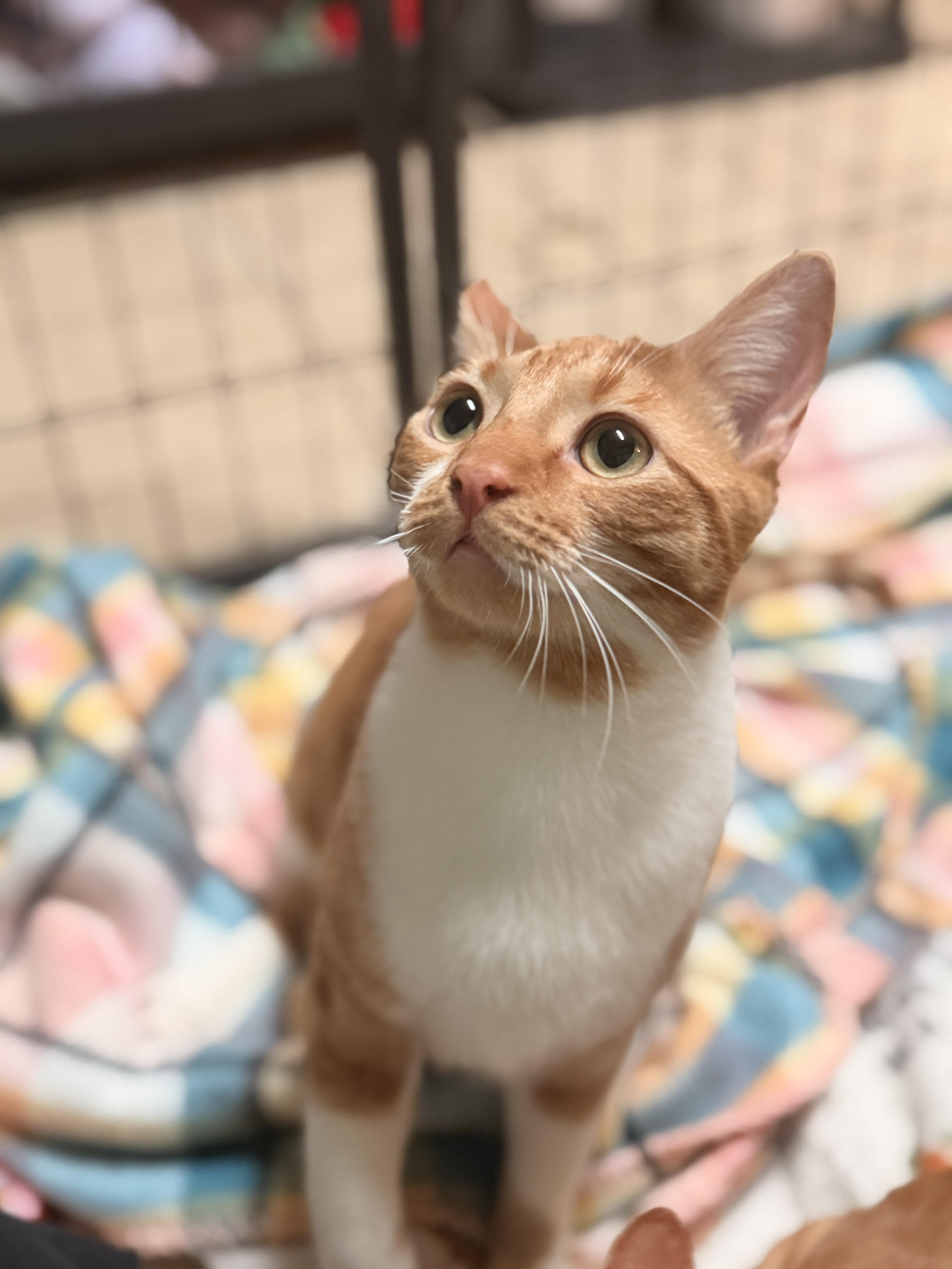 Enlarge Kirk, a Adoptable Domestic Short Hair in Mansfield, TX image 2/2