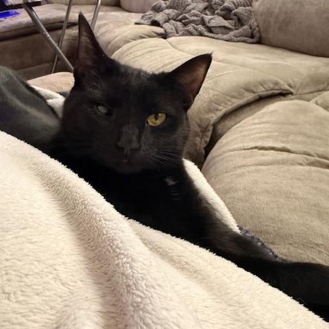 Enlarge Josie, an adopted mixed breed in Clarksville, VA image 3/3