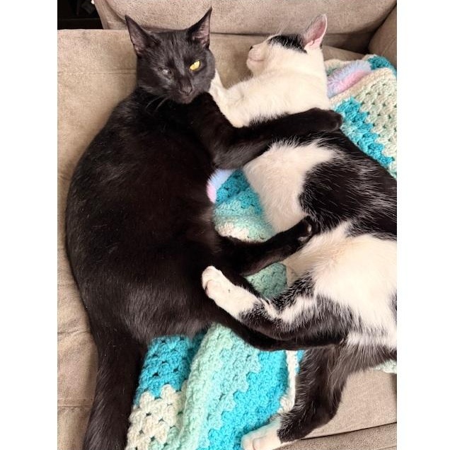 Enlarge Josie, an adopted mixed breed in Clarksville, VA image 2/3