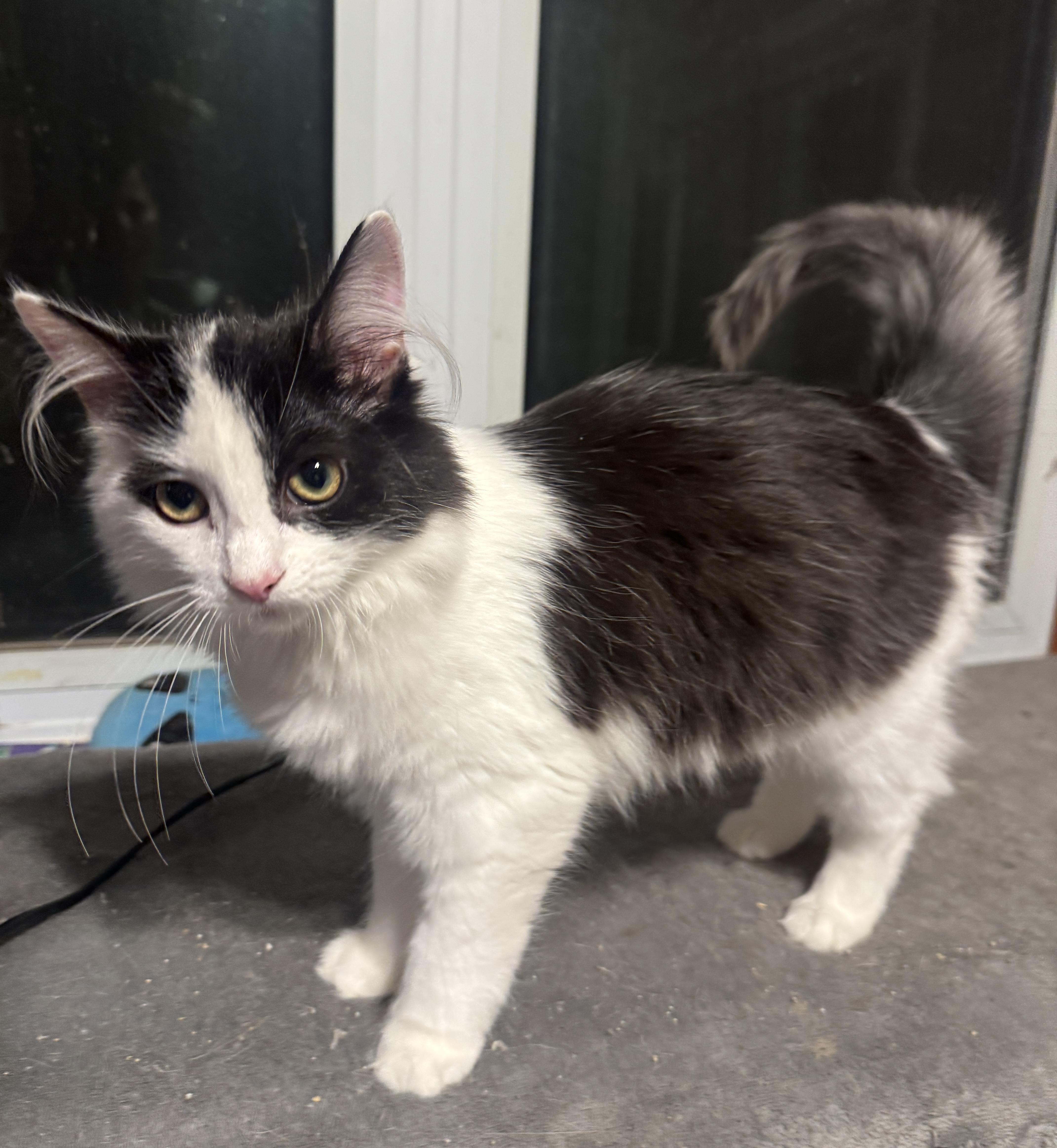 Enlarge Wisteria, a Adoptable Tuxedo in Massillon, OH image 2/2