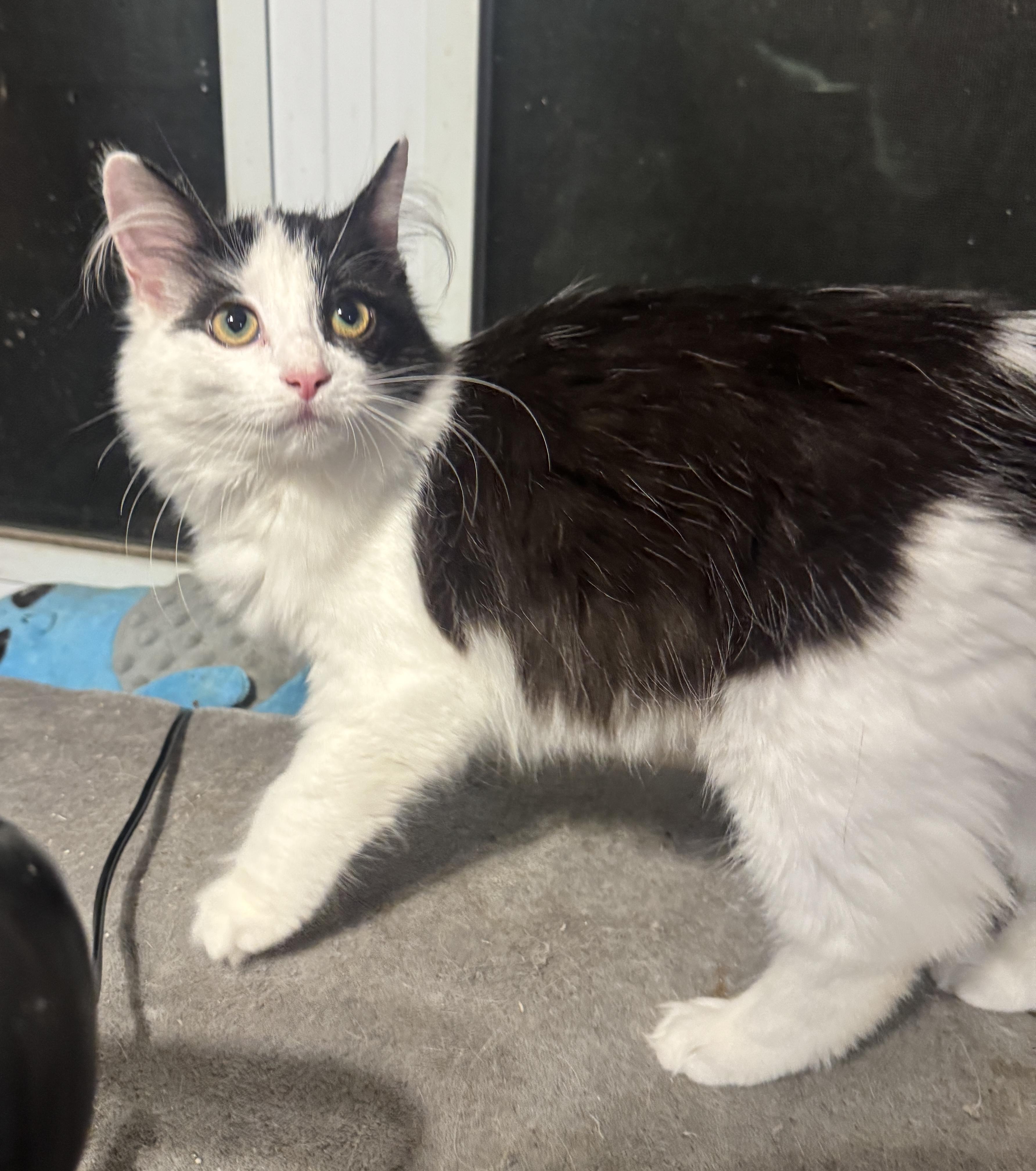 Enlarge Wisteria, a Adoptable Tuxedo in Massillon, OH image 1/2