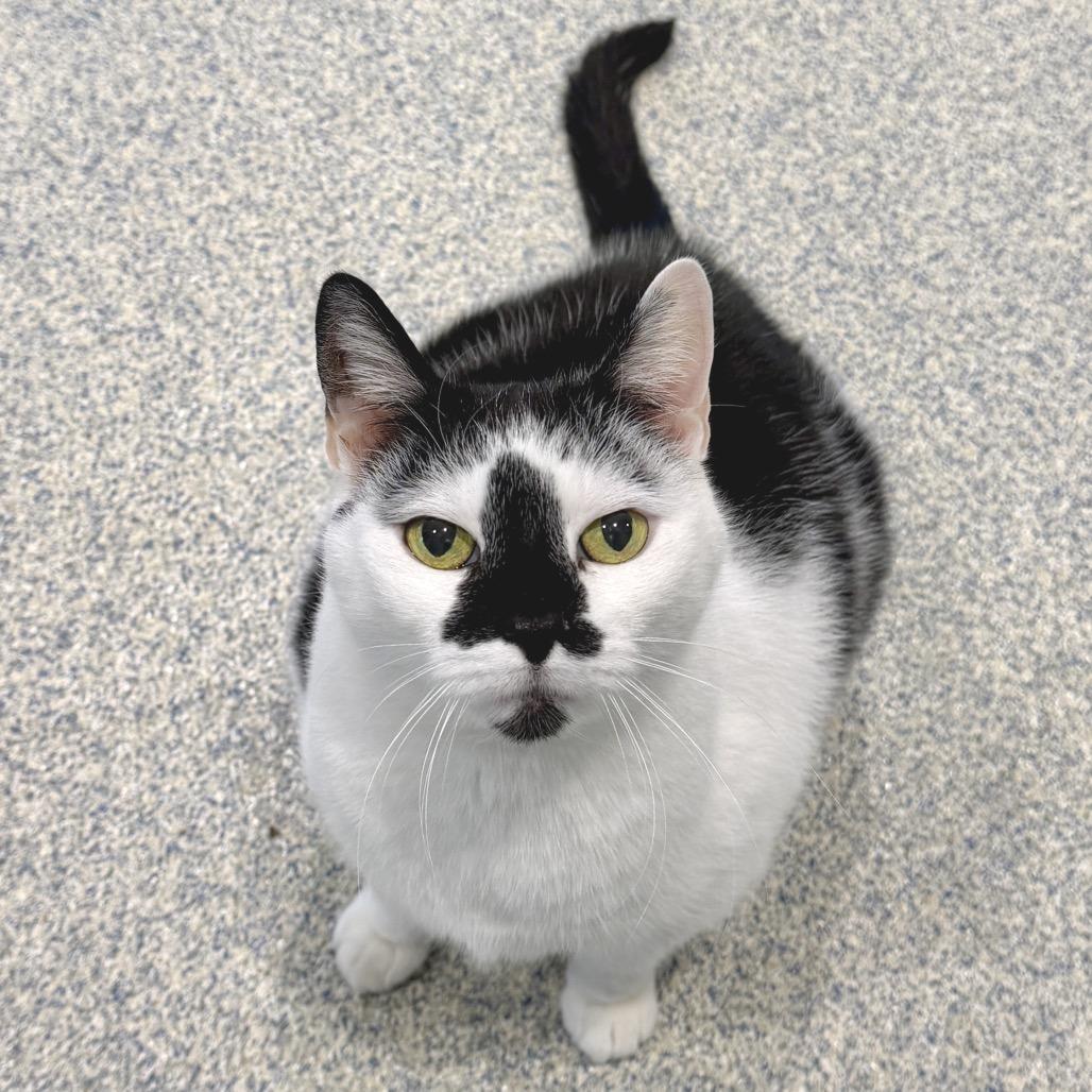 Lizzy, Adoptable, Senior Female Domestic Short Hair.