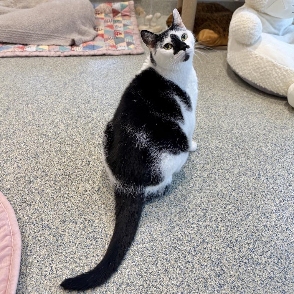 Lizzy, a Adoptable Domestic Short Hair in East Hampton, NY image 2/6