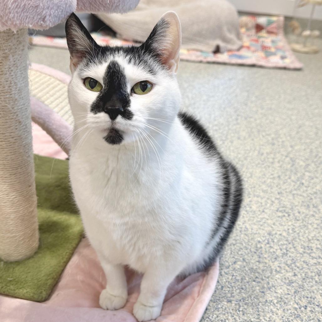 Lizzy, a Adoptable Domestic Short Hair in East Hampton, NY image 3/6