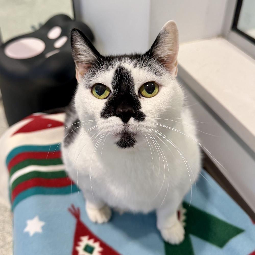 Lizzy, a Adoptable Domestic Short Hair in East Hampton, NY image 5/6