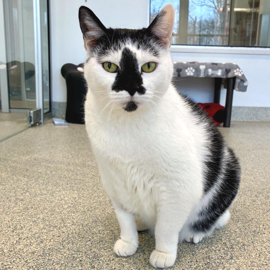 Lizzy, a Adoptable Domestic Short Hair in East Hampton, NY image 6/6
