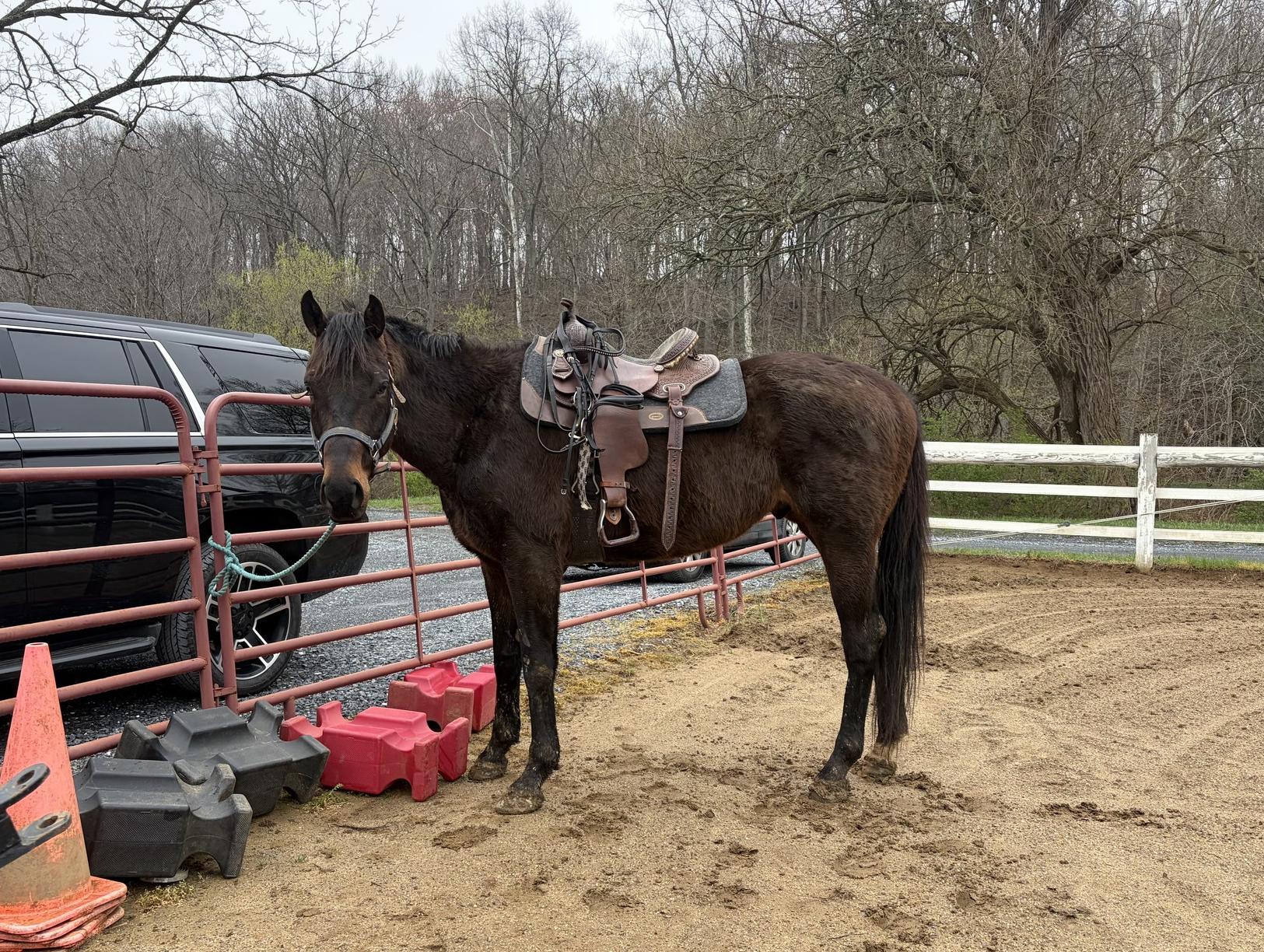 Enlarge Karan (Luck), a Adoptable Thoroughbred in KNOXVILLE, MD image 1/3
