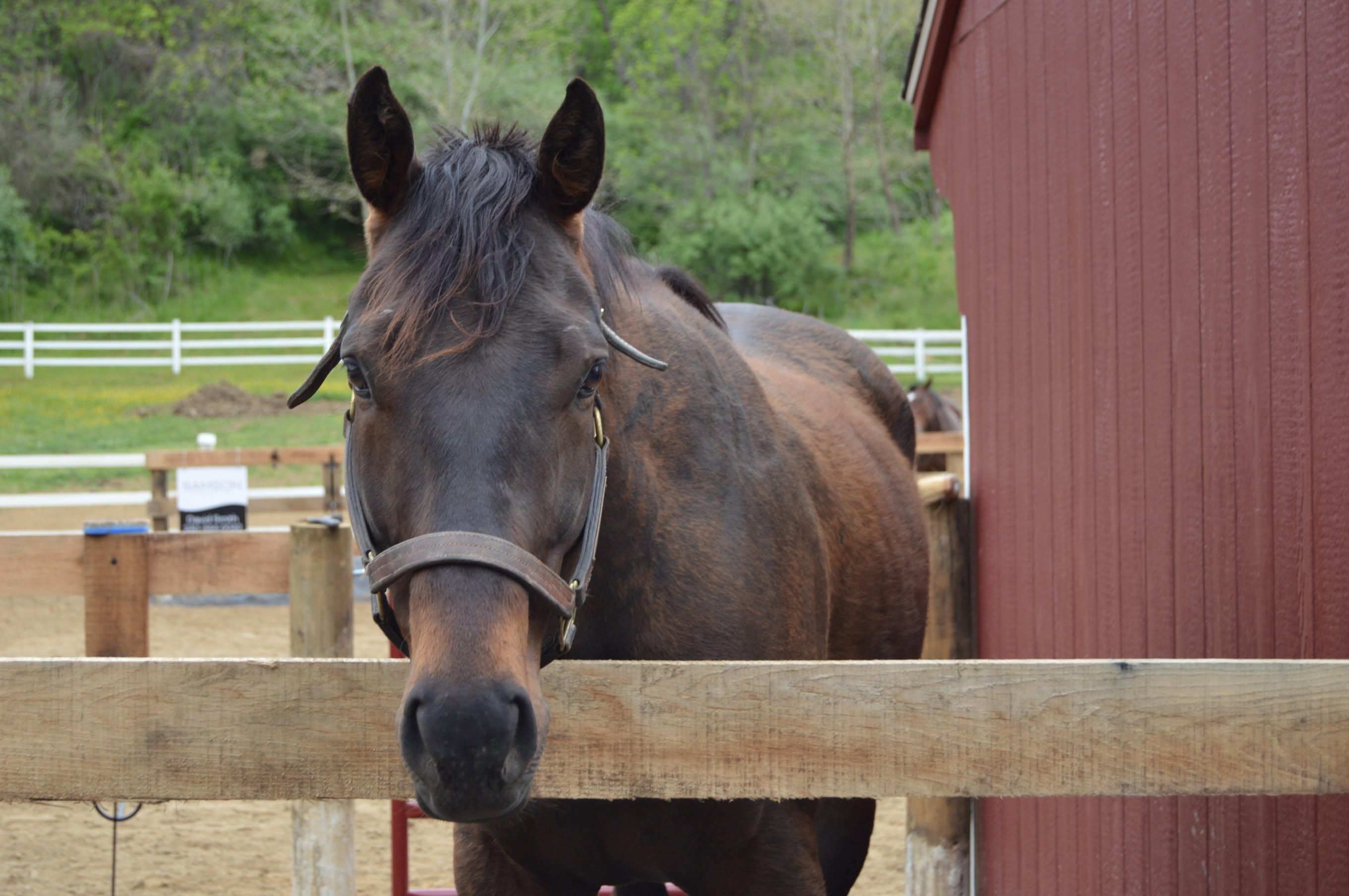 Enlarge Karan (Lucky), an adopted Thoroughbred in KNOXVILLE, MD image 3/6