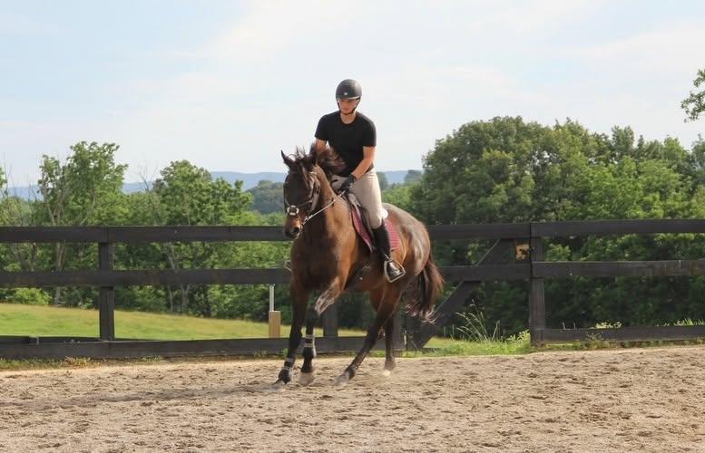 Enlarge Karan (Lucky), an adopted Thoroughbred in KNOXVILLE, MD image 5/6