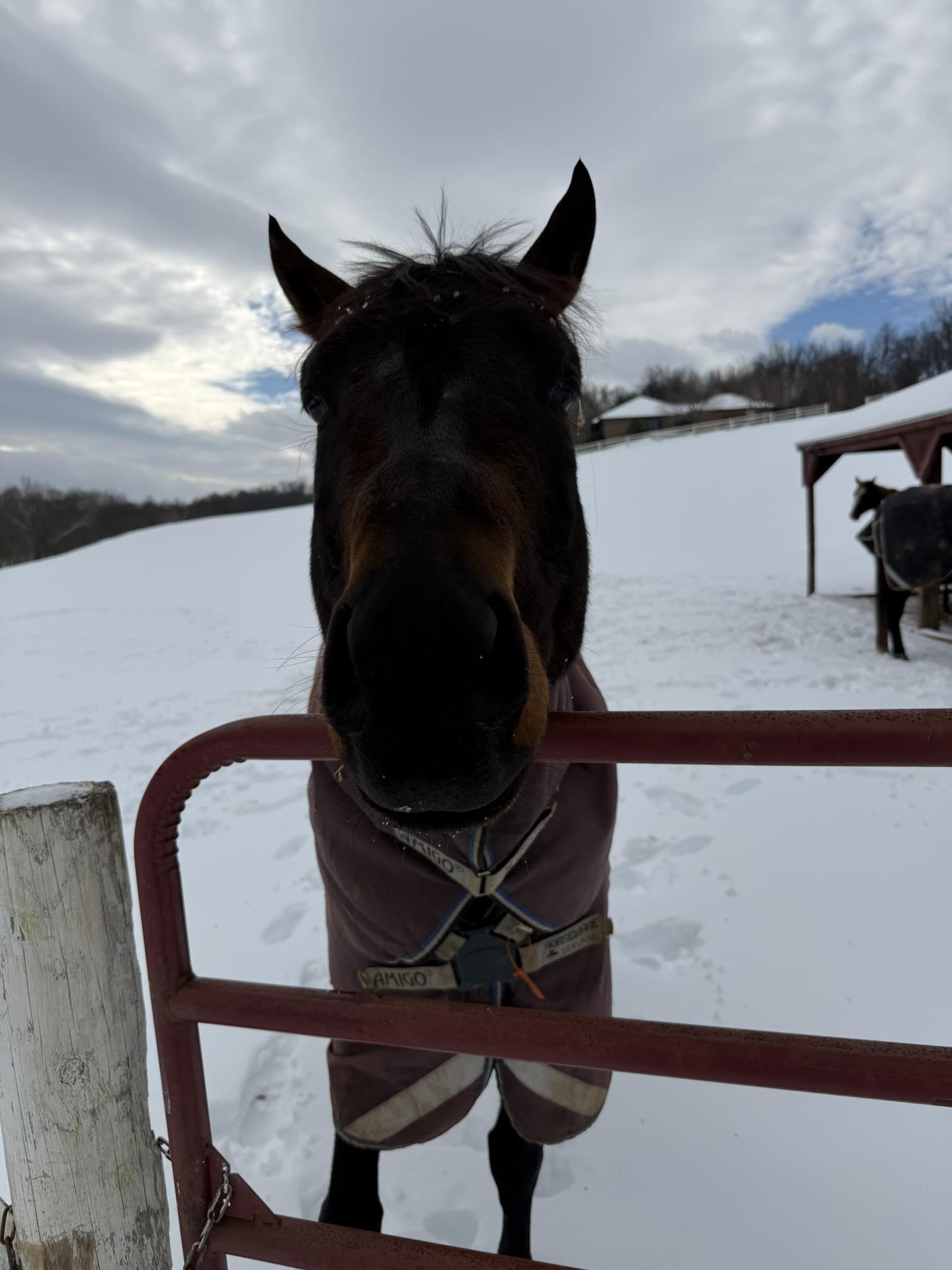 Enlarge Karan (Luck), a Adoptable Thoroughbred in KNOXVILLE, MD image 3/3