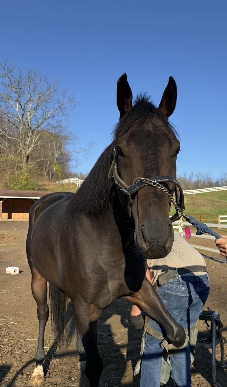 Enlarge Karan (Luck), a Adoptable Thoroughbred in KNOXVILLE, MD image 2/3