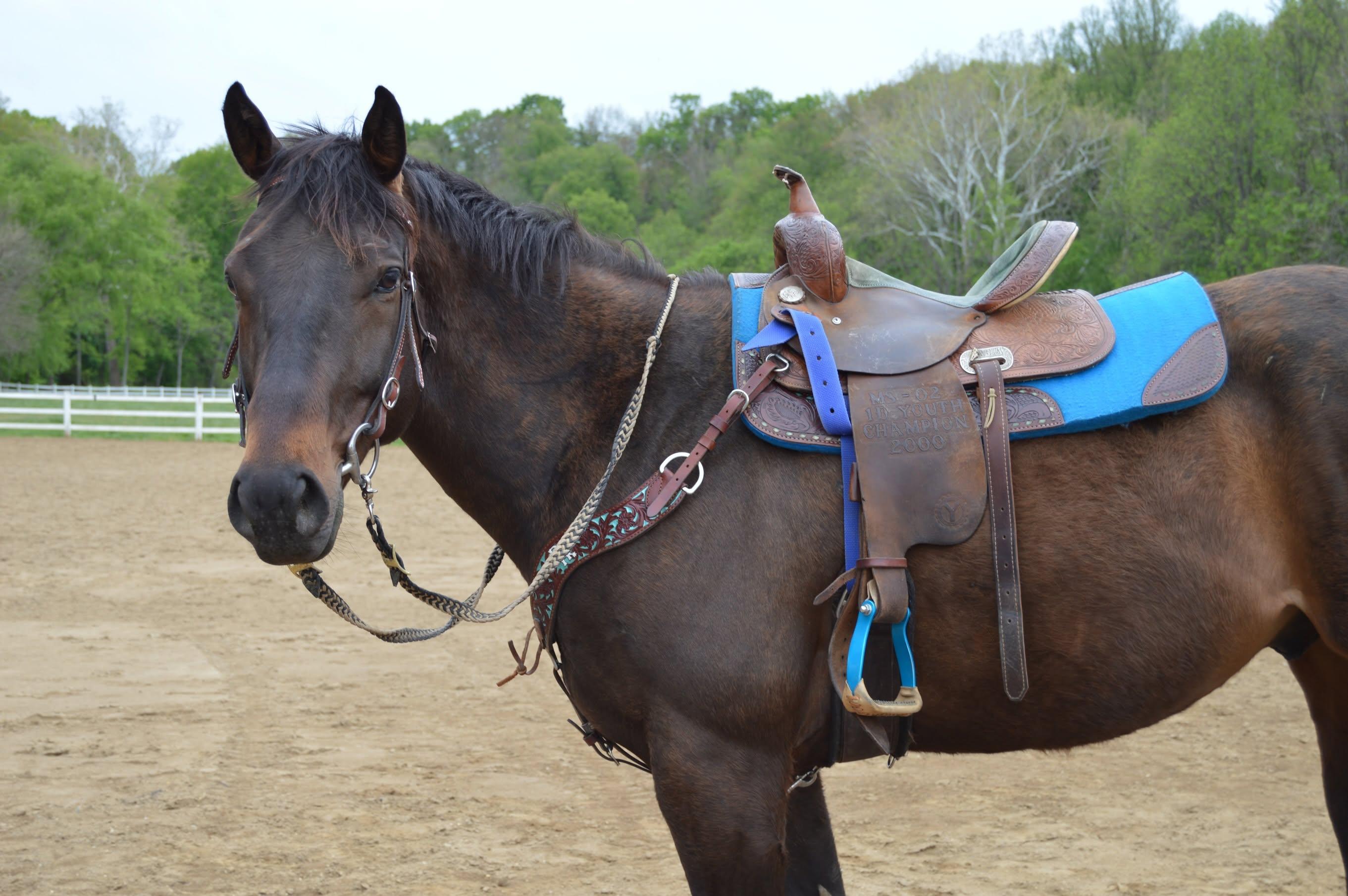 Karan (Lucky), adopted, Adult Male Thoroughbred.
