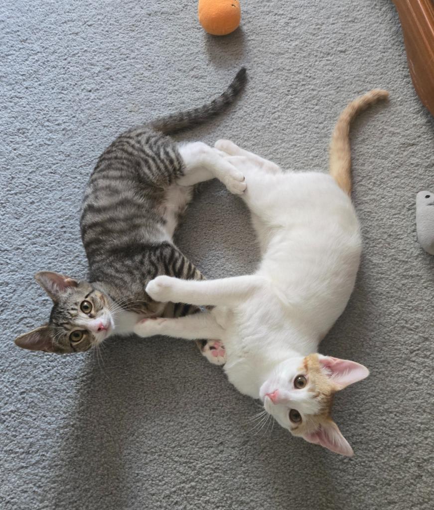 Enlarge Yuki26, a Adoptable mixed breed in Youngsville, NC image 1/4