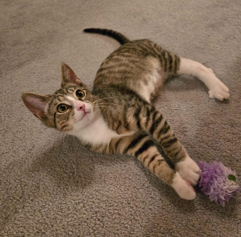 Enlarge Yuki26, a Adoptable mixed breed in Youngsville, NC image 2/4