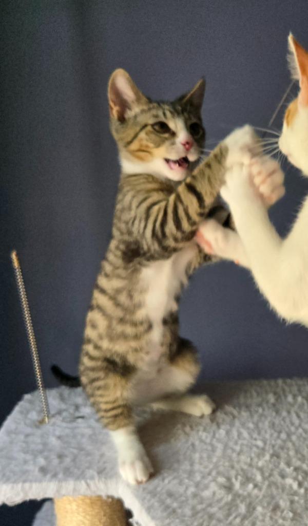 Enlarge Yuki26, a Adoptable mixed breed in Youngsville, NC image 3/4