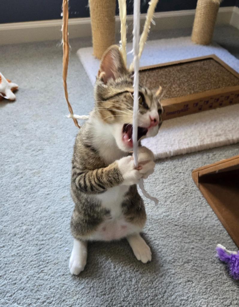 Enlarge Yuki26, a Adoptable mixed breed in Youngsville, NC image 4/4