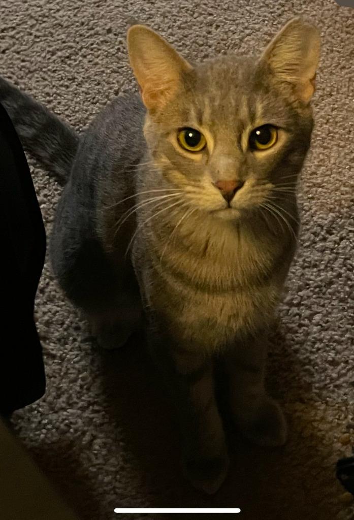 Charlie, Adoptable, Young Male Domestic Short Hair.