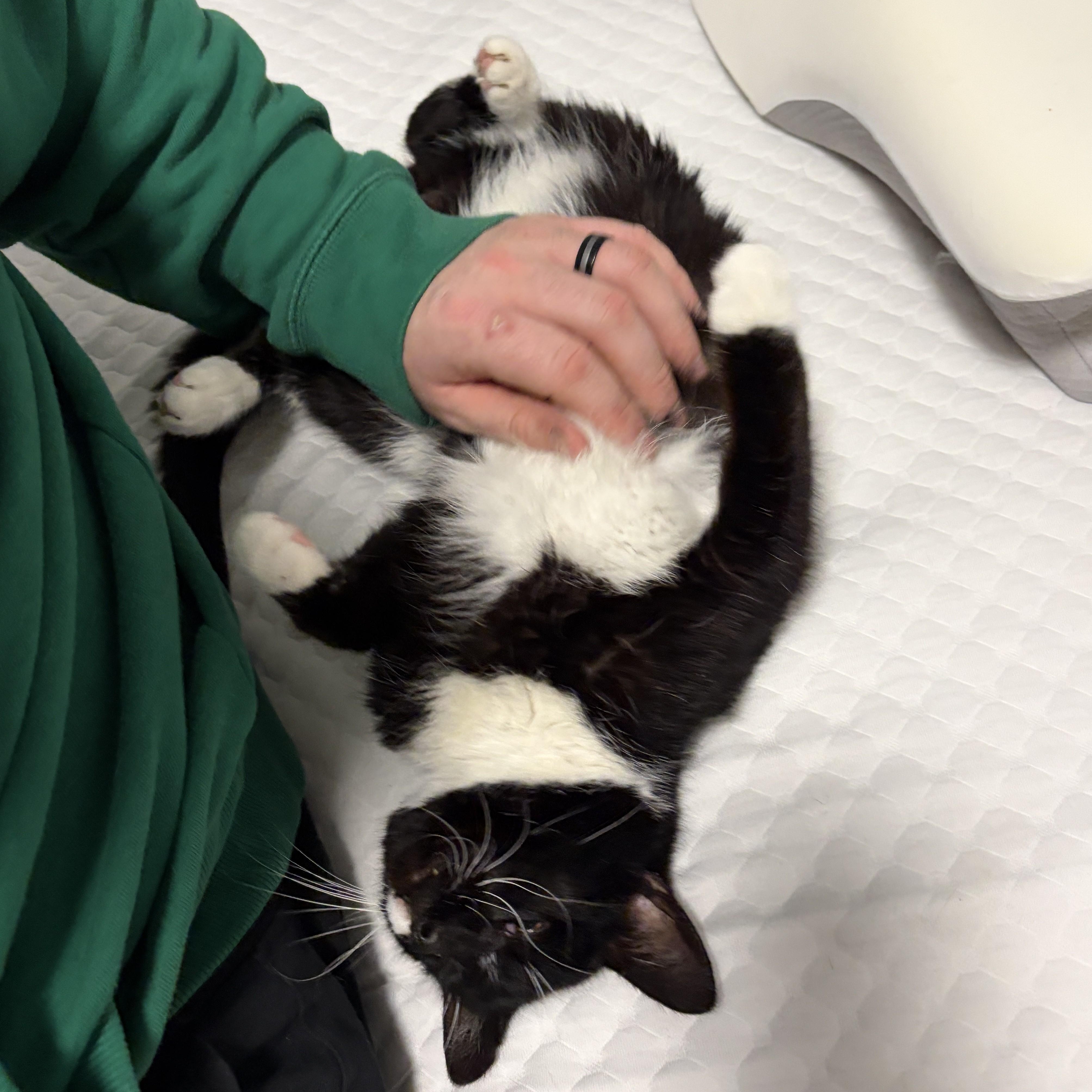 Enlarge Khan, a Adoptable Domestic Short Hair in Pickering, ON image 2/4