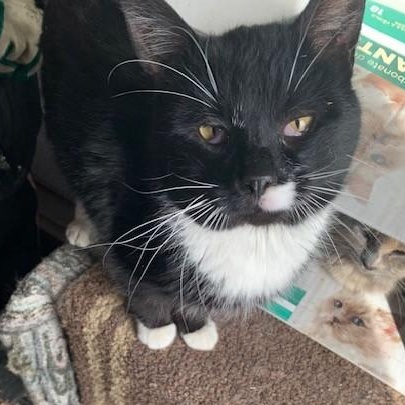 Enlarge Khan, a Adoptable Domestic Short Hair in Pickering, ON image 4/4