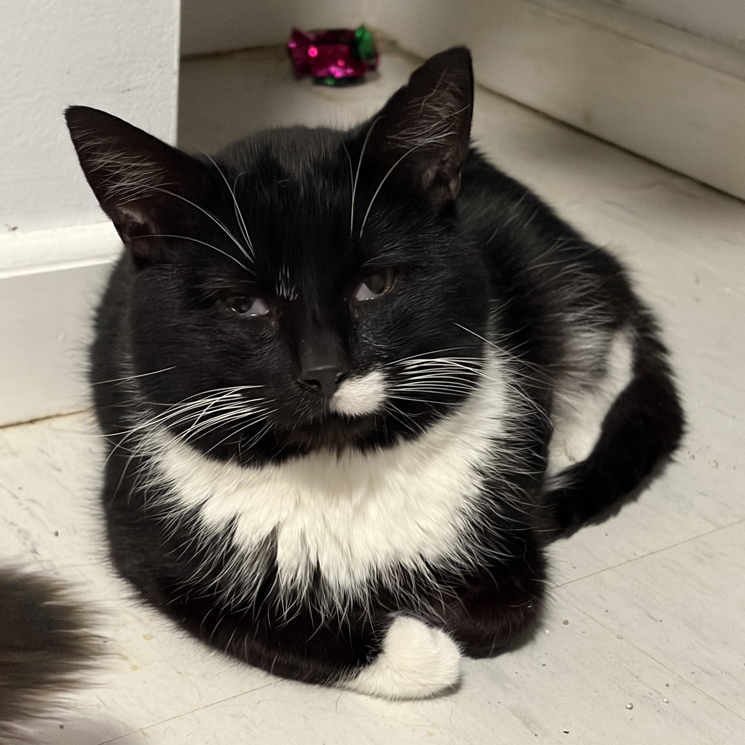 Khan, Adoptable, Adult Male Domestic Short Hair.