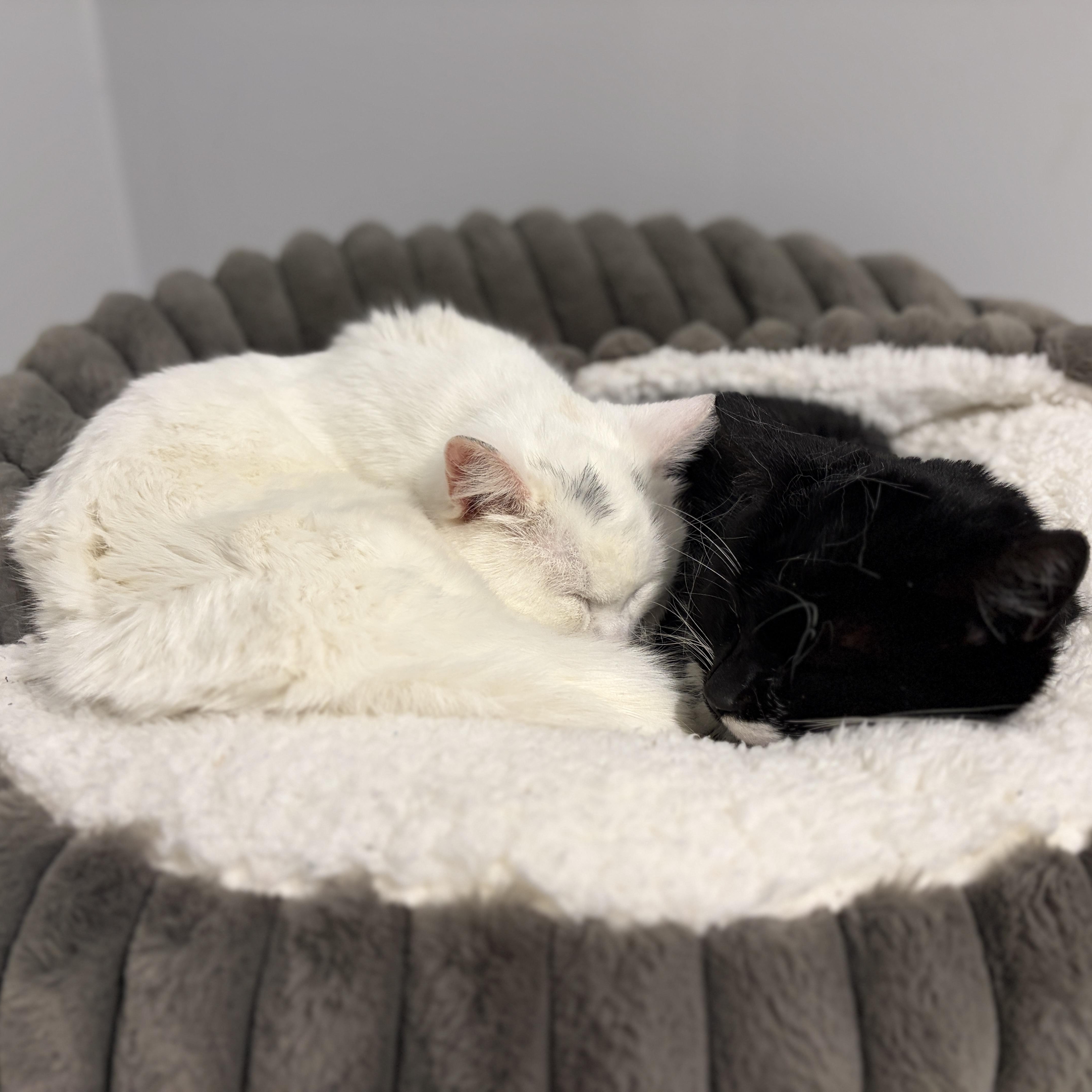 Enlarge Khan, a Adoptable Domestic Short Hair in Pickering, ON image 3/4