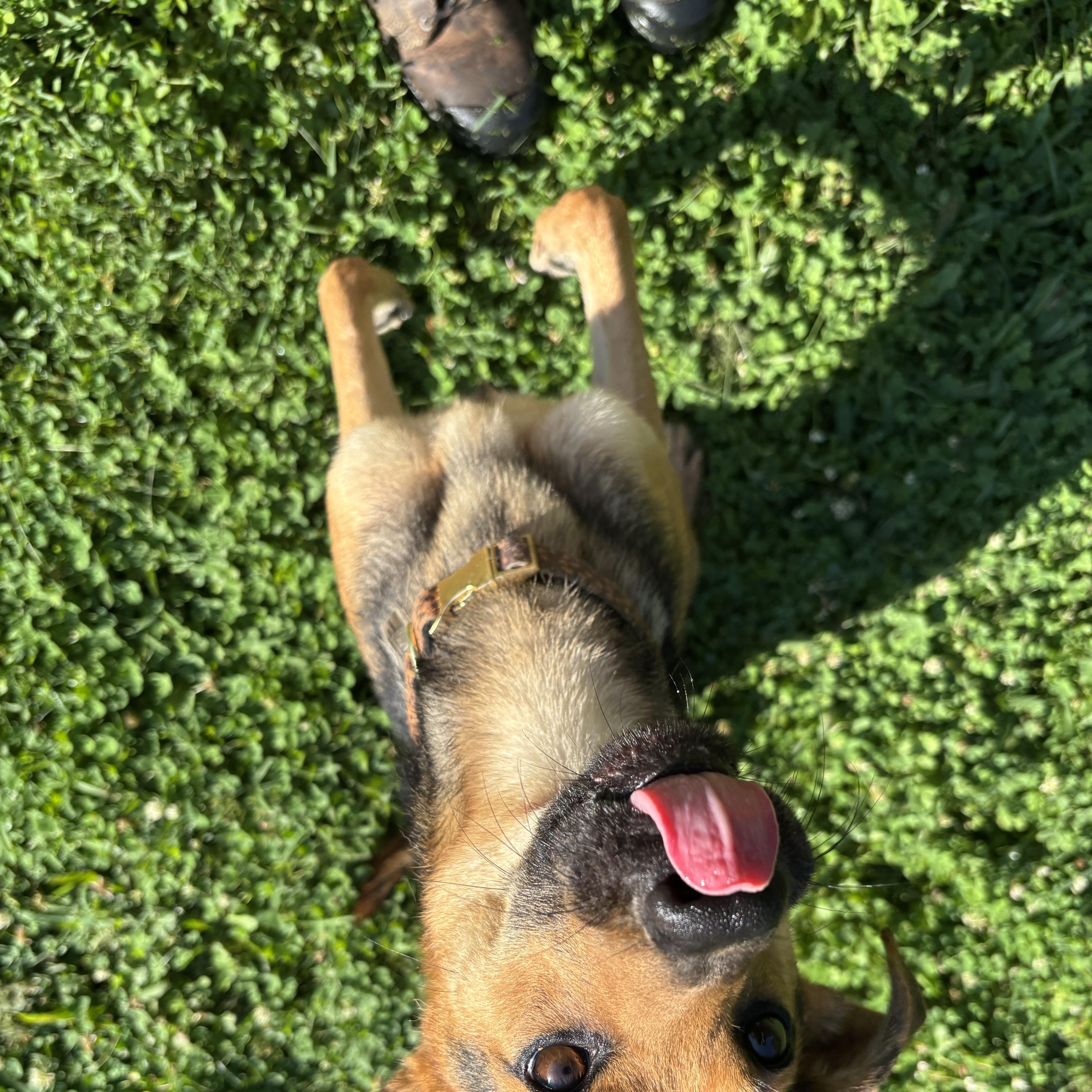 Winifred, a ADOPTABLE mixed breed in Circleville, OH image 1/2