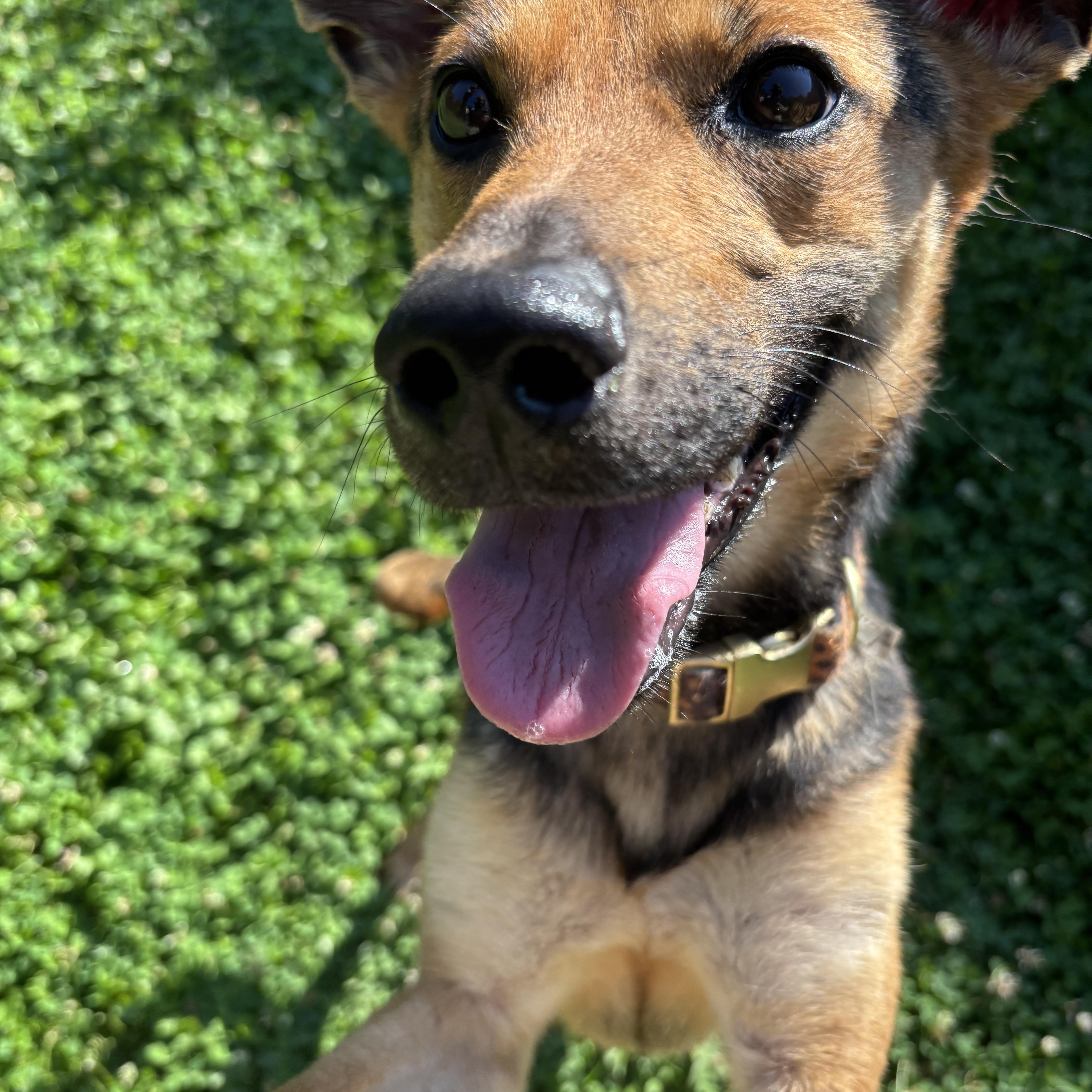 Winifred, a ADOPTABLE mixed breed in Circleville, OH image 2/2