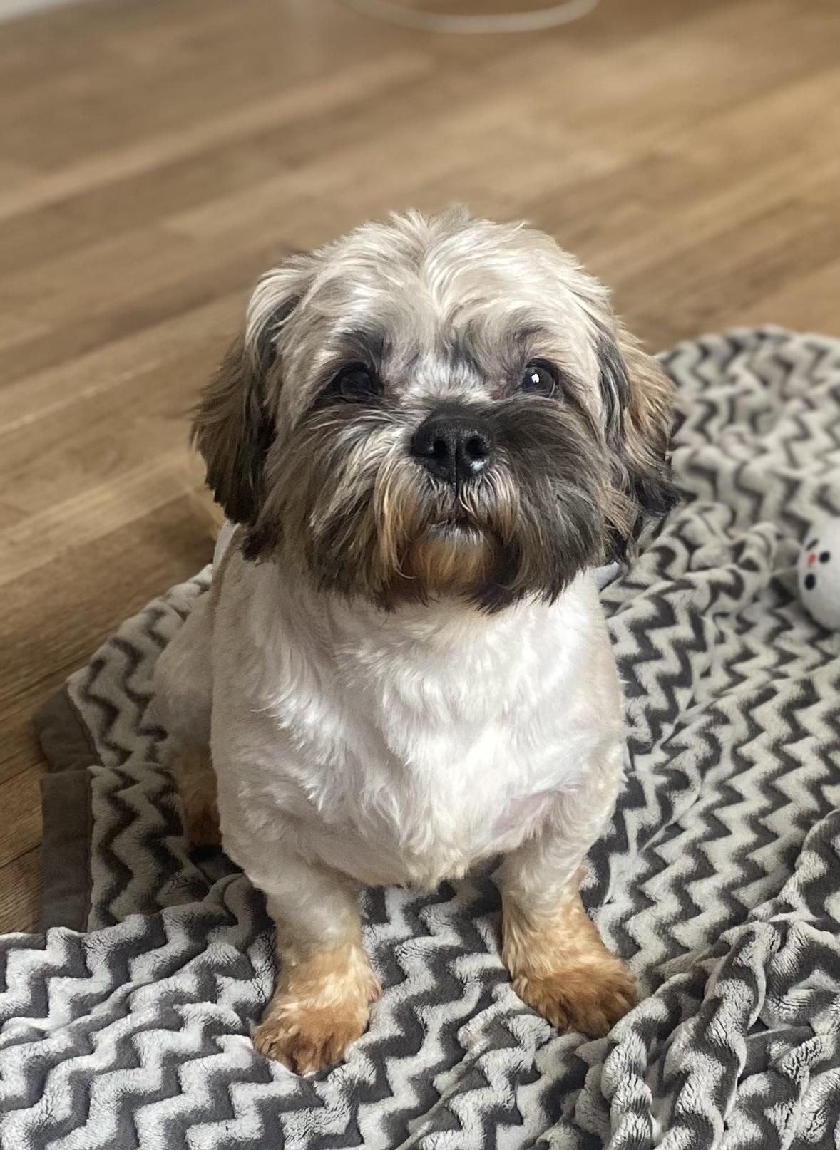 Enlarge Jack, an adopted Shih Tzu in Philadelphia, PA image 3/6