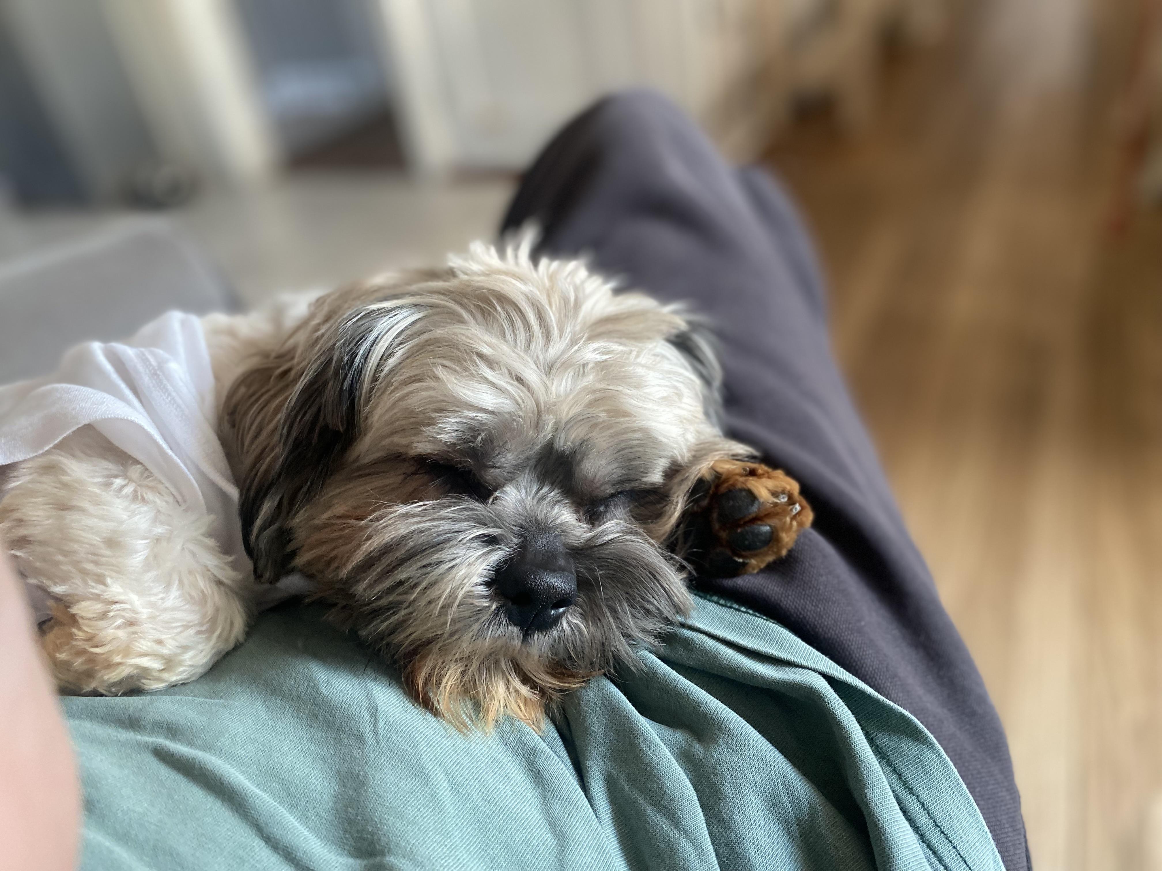 Enlarge Jack, an adopted Shih Tzu in Philadelphia, PA image 6/6