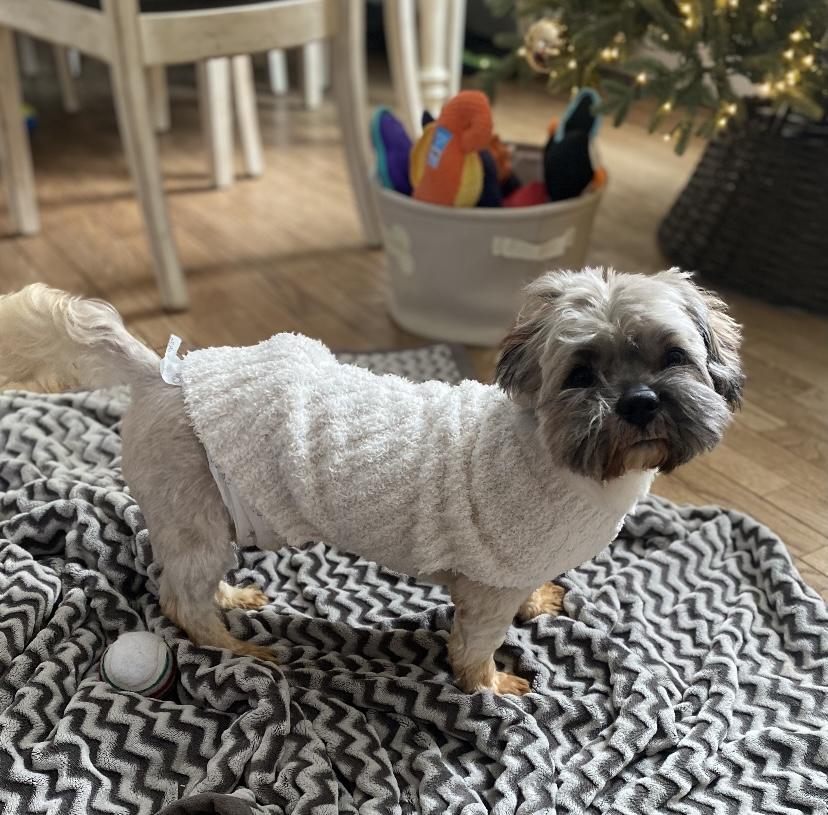 Enlarge Jack, an adopted Shih Tzu in Philadelphia, PA image 4/6