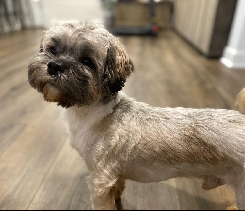 Enlarge Jack, an adopted Shih Tzu in Philadelphia, PA image 2/6