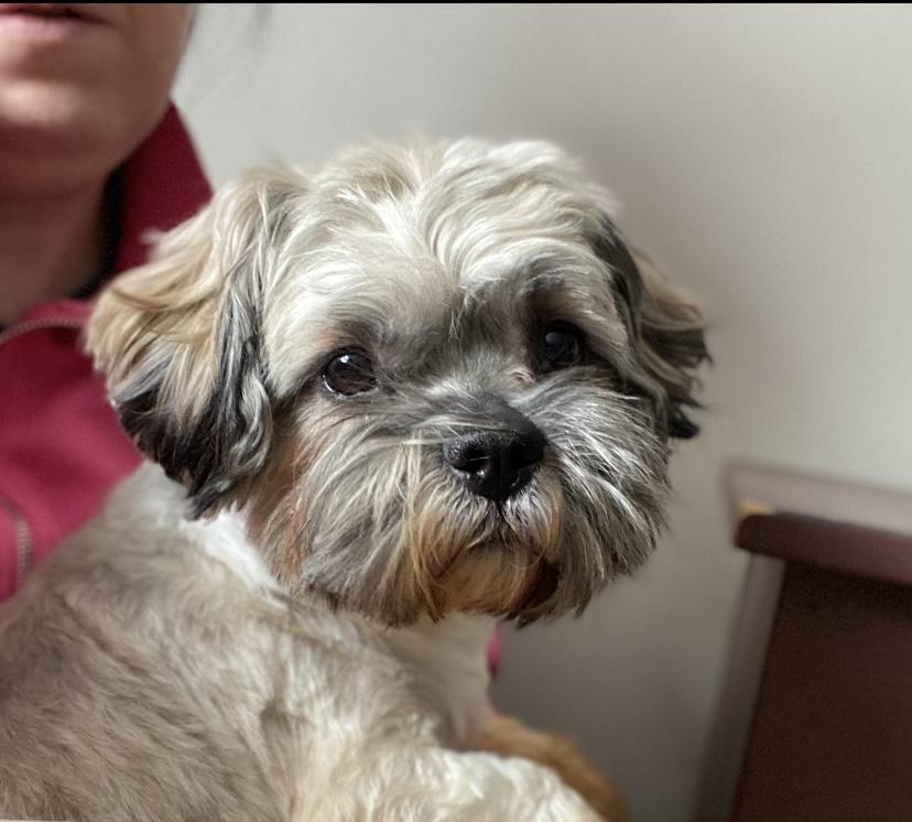 Enlarge Jack, an adopted Shih Tzu in Philadelphia, PA image 1/6