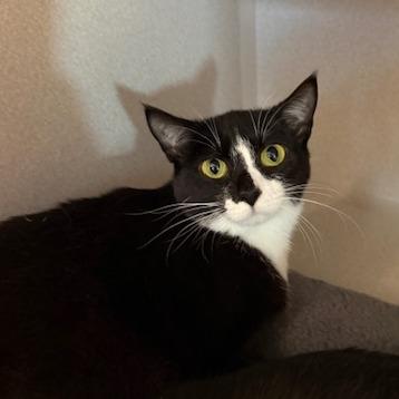 Lilly, Adoptable, Adult Female Domestic Short Hair.