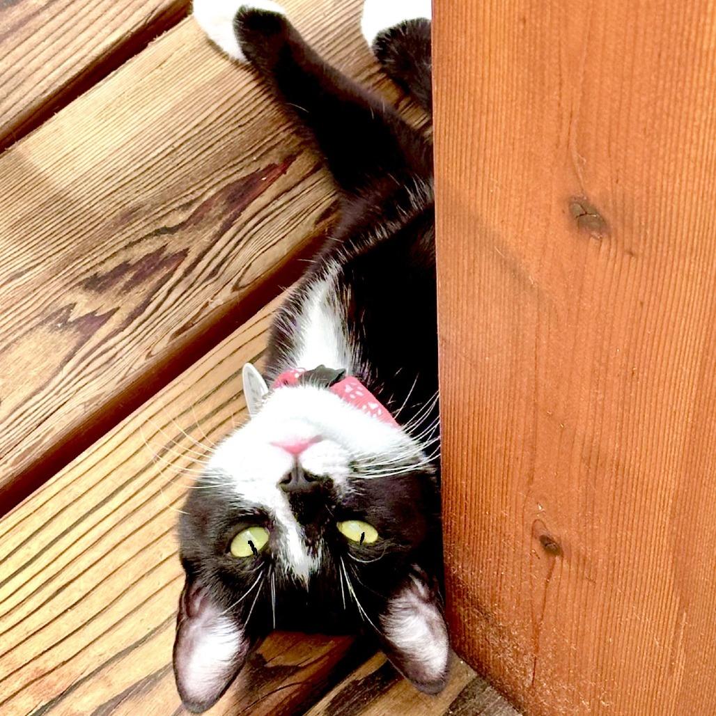 Lilly, Adoptable, Adult Female Domestic Short Hair.