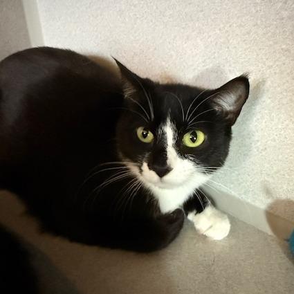 Lilly, a Adoptable Domestic Short Hair in Washougal, WA image 2/3