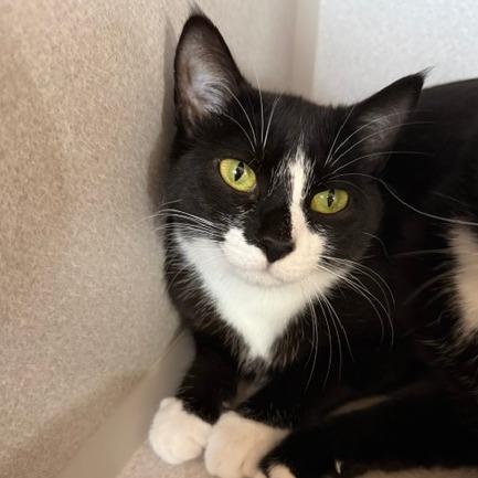 Lilly, a Adoptable Domestic Short Hair in Washougal, WA image 3/3