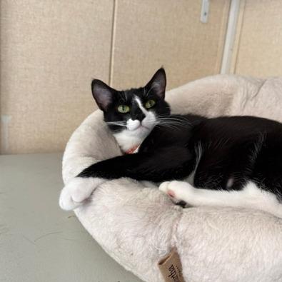 Lilly, a Adoptable Domestic Short Hair in Washougal, WA image 3/4