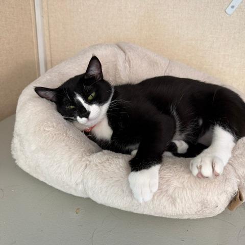 Lilly, a Adoptable Domestic Short Hair in Washougal, WA image 4/4