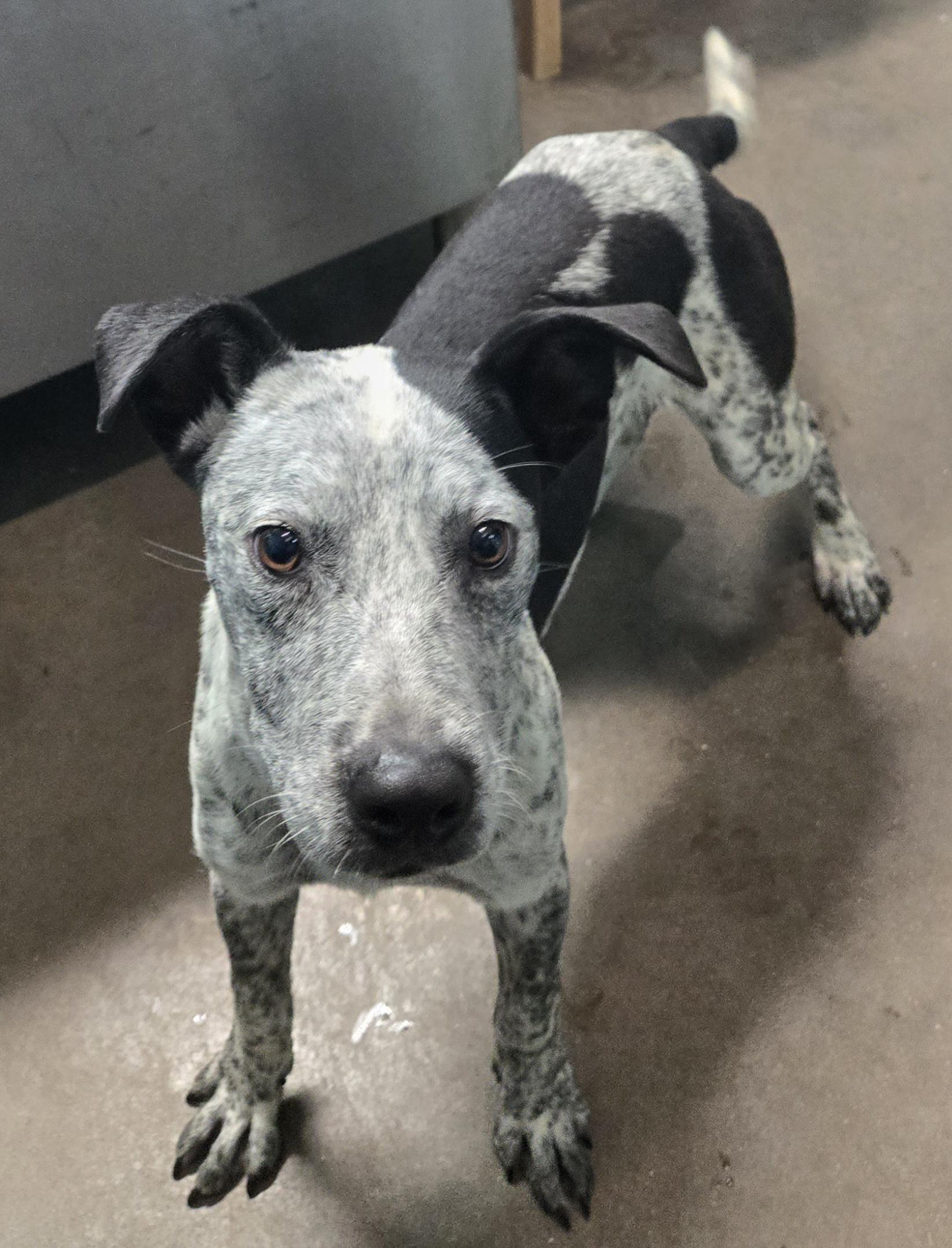 Enlarge Niamh, a ADOPTABLE mixed breed in Graham, TX image 3/3