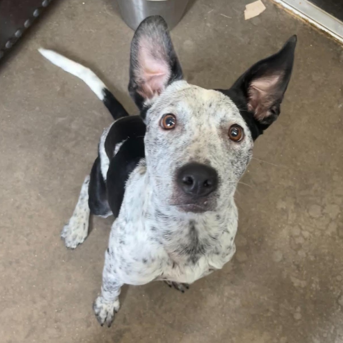 Niamh, ADOPTABLE, Young Female Australian Cattle Dog / Blue Heeler & Pit Bull Terrier.