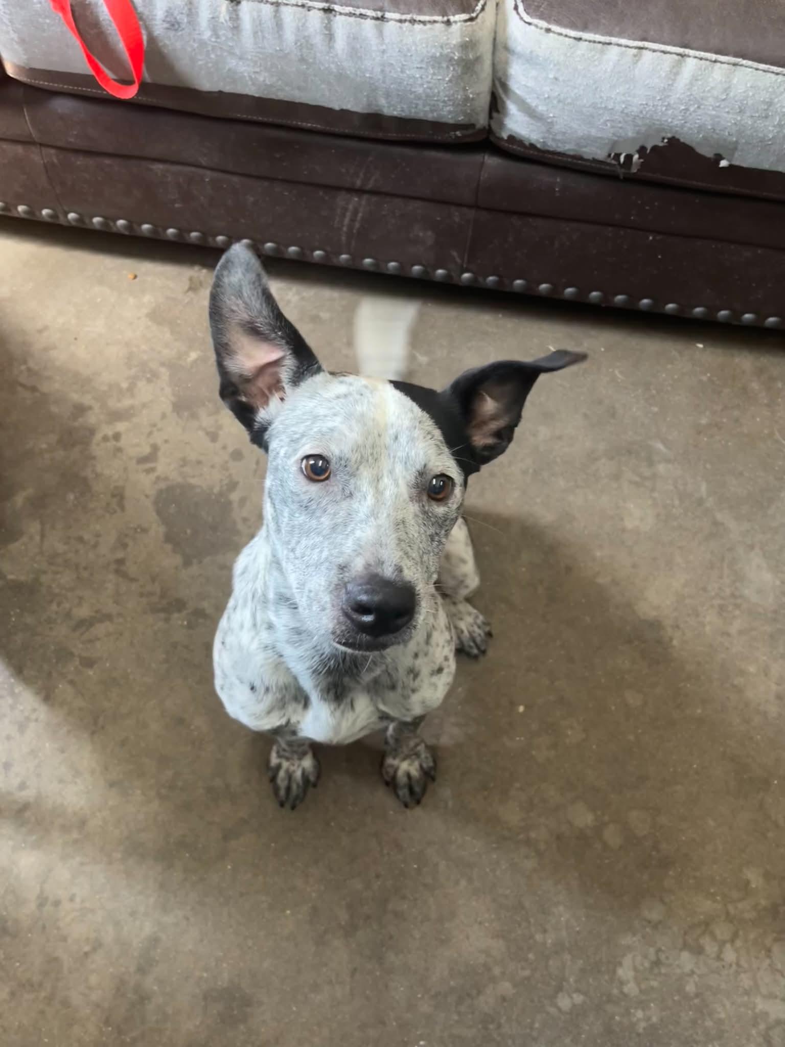 Enlarge Niamh, a ADOPTABLE mixed breed in Graham, TX image 2/3