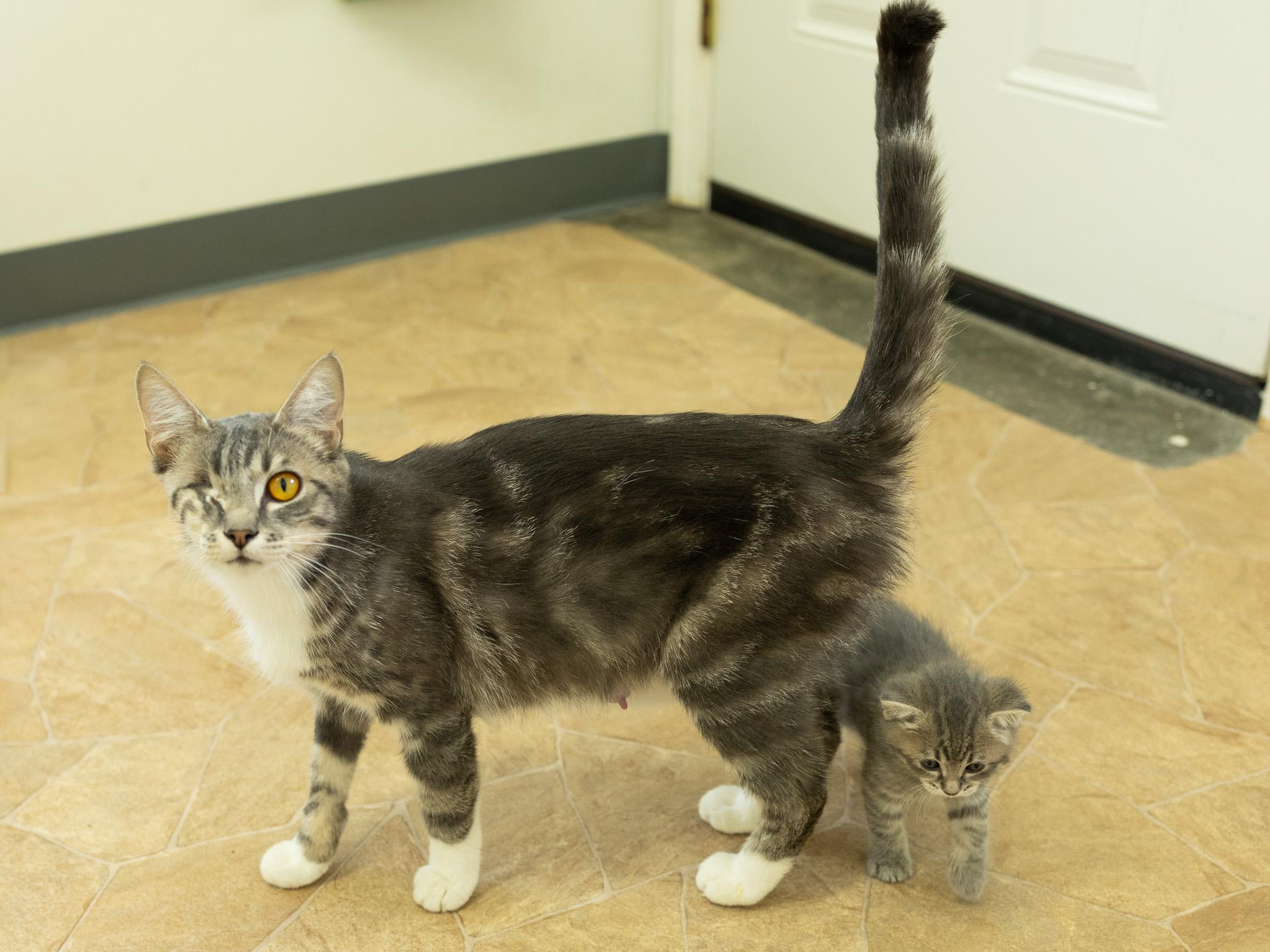 Tink, a Adoptable mixed breed in Monroe, WA image 3/6