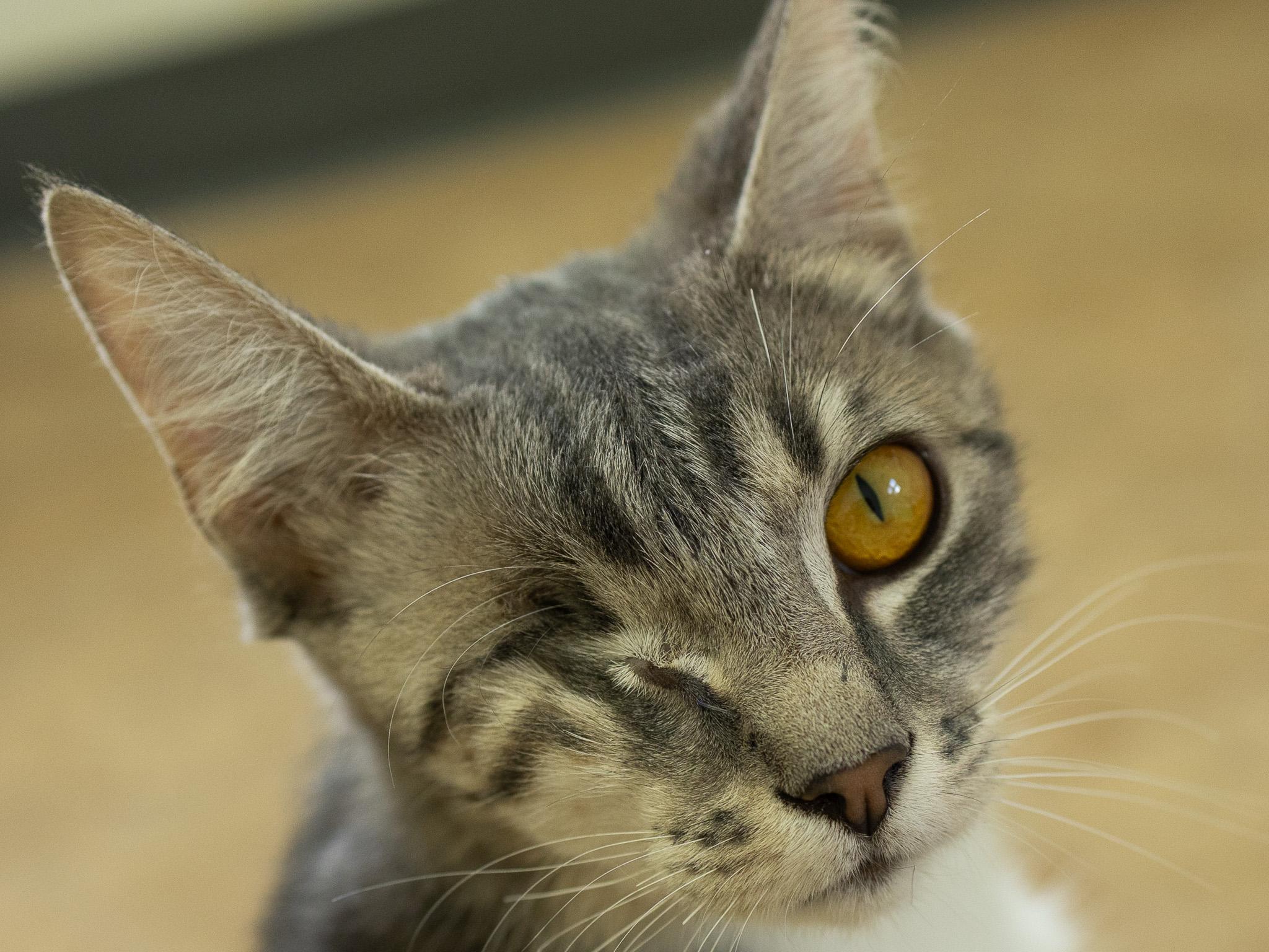 Tink, a Adoptable mixed breed in Monroe, WA image 1/6