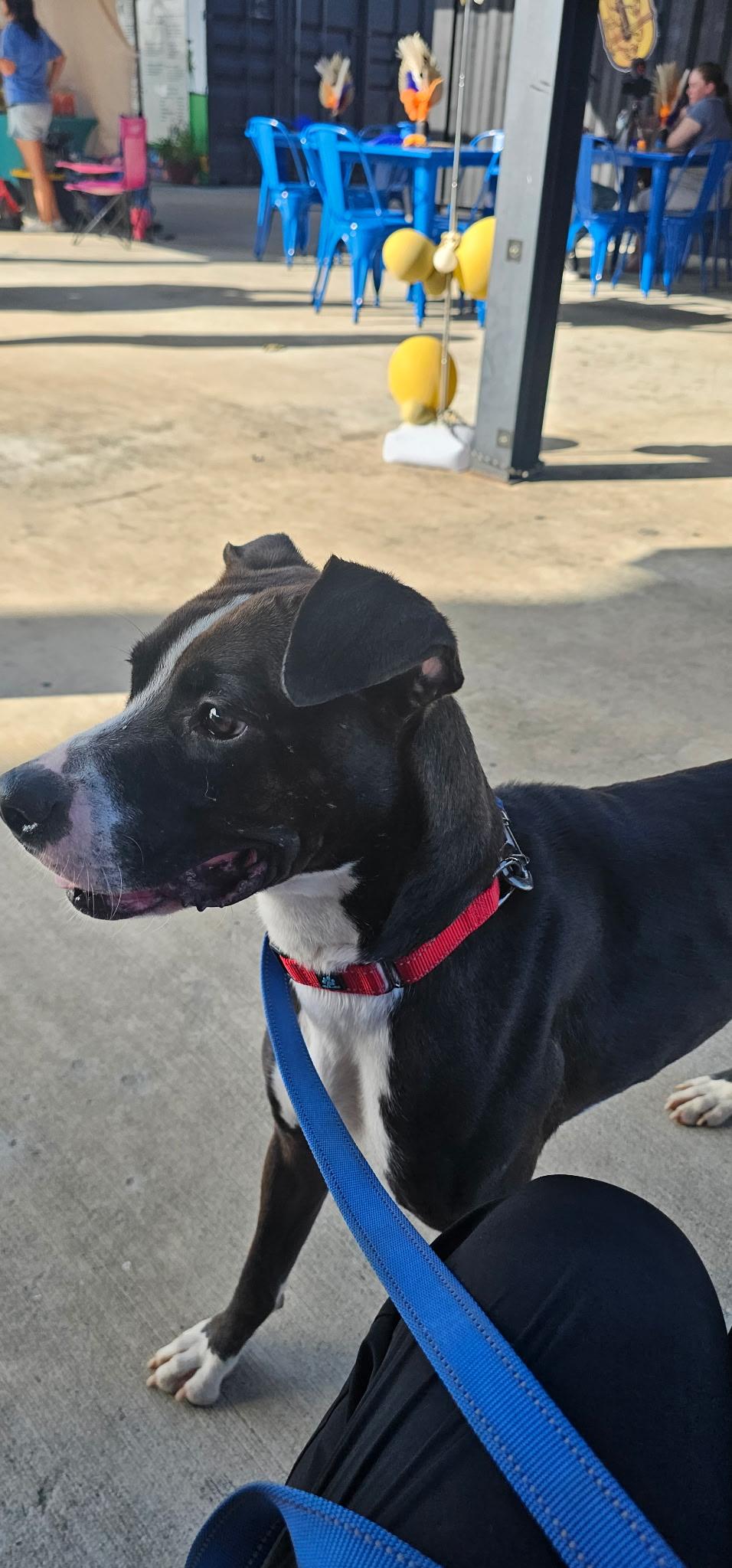 Enlarge Adrienne, a Adoptable mixed breed in Coldspring, TX image 3/6