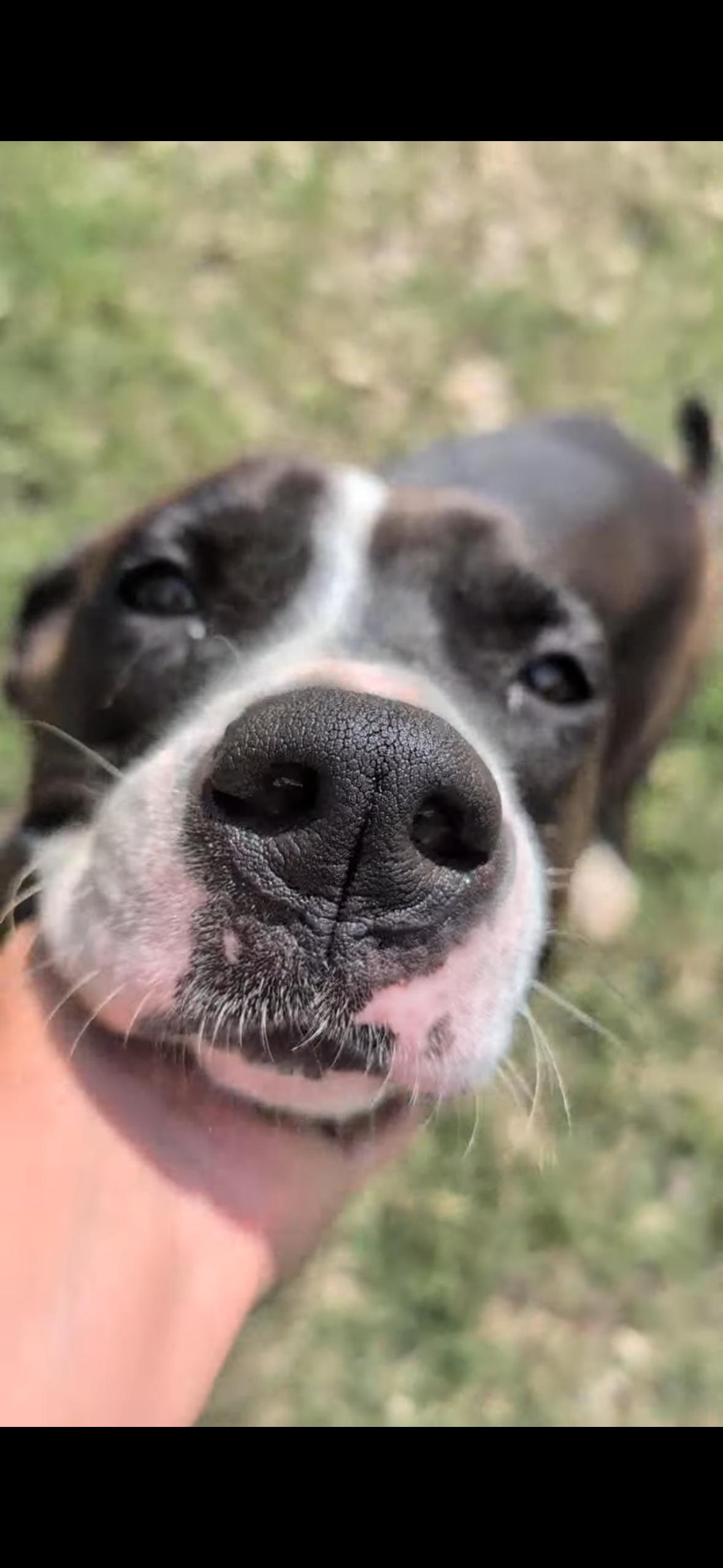 Enlarge Adrienne, a Adoptable mixed breed in Coldspring, TX image 4/6