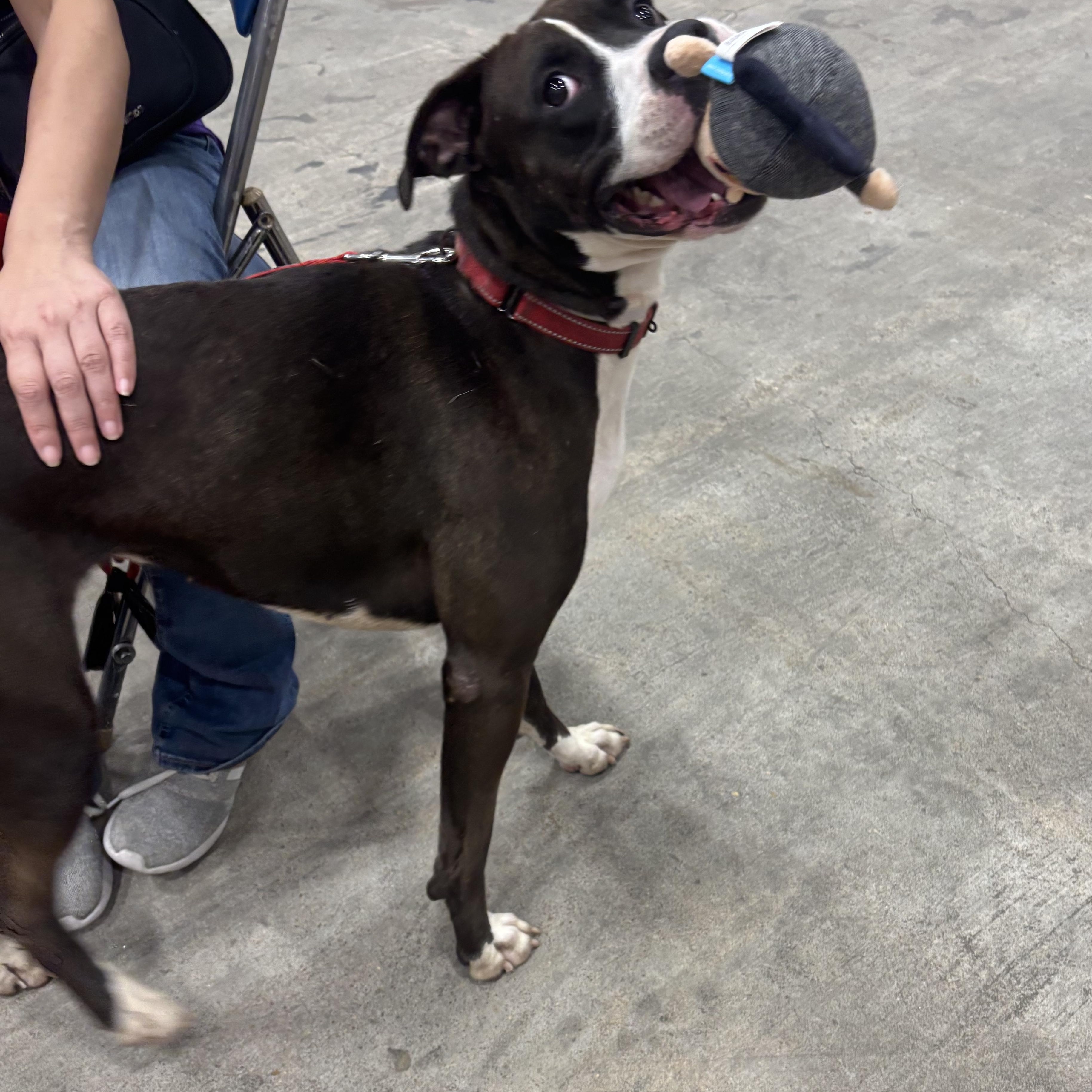 Enlarge Adrienne, a Adoptable mixed breed in Coldspring, TX image 1/6