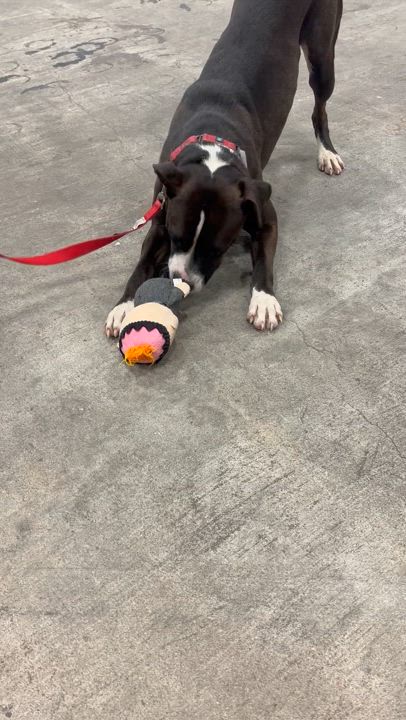 Enlarge Adrienne, a Adoptable mixed breed in Coldspring, TX video 6/6