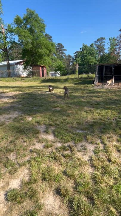 Enlarge Adrienne, a Adoptable mixed breed in Coldspring, TX video 2/6